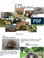 Animale Din R. Moldova