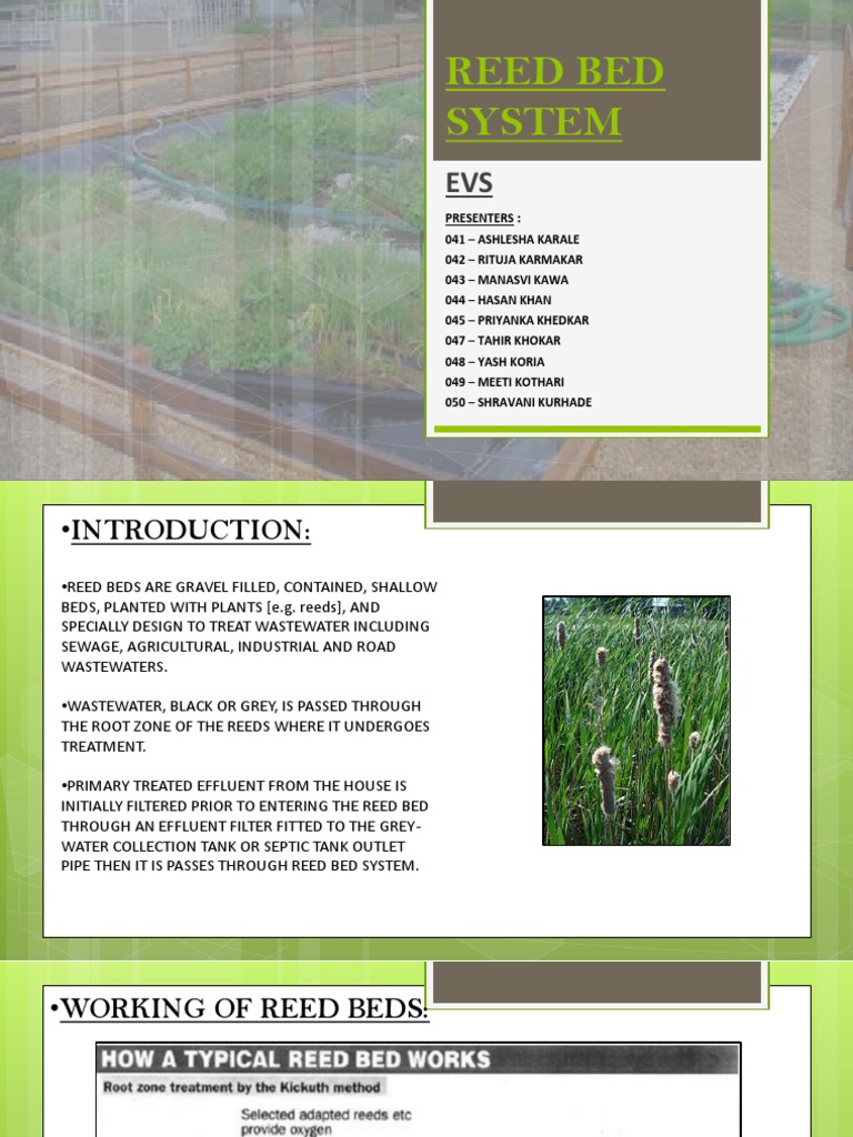 Reed Bed System FINAL PDF Sewage Treatment Sewage