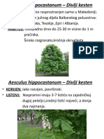 Aesculus Hippocastanum - Divlji Kesten