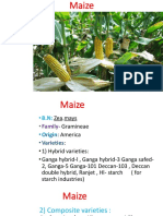 Lecture 15 Maize