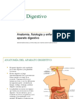 aparato_digestivo