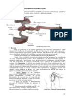 10 Aparelho Reprodutor Masculino