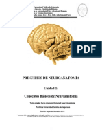 Conceptos Básicos de Neuroanatomía CHILE 2012