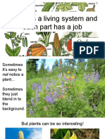 Six Plant Parts Powerpoint