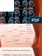 Celulas Del SN