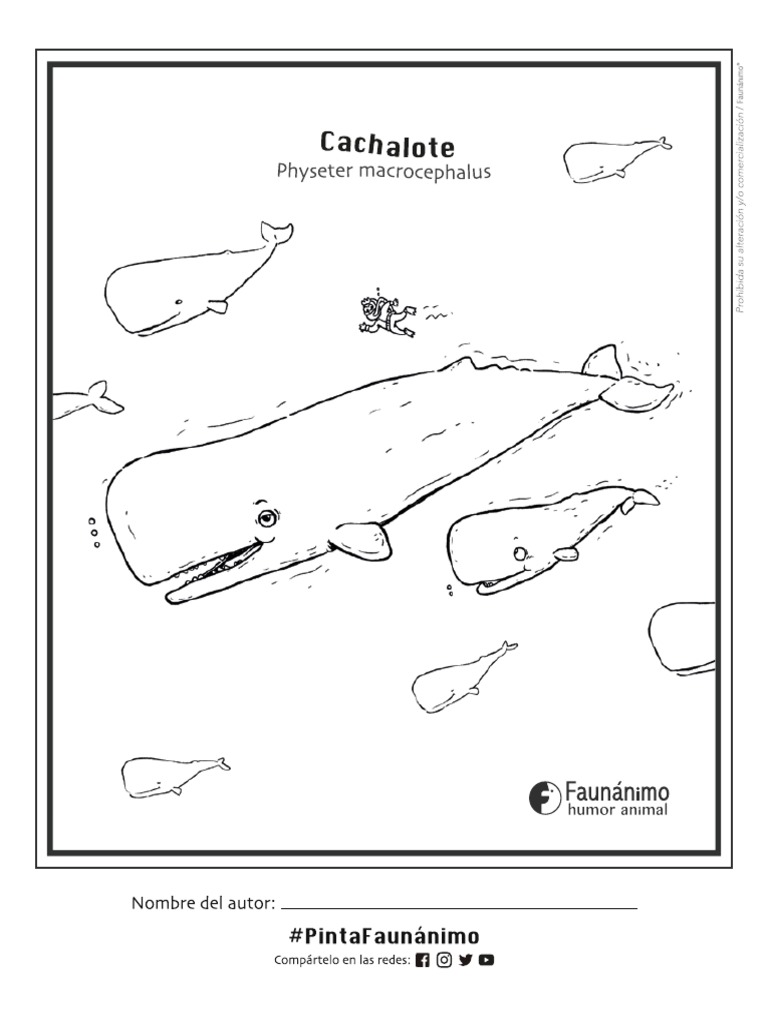 Cachalote Dibujos para Pintar PDF