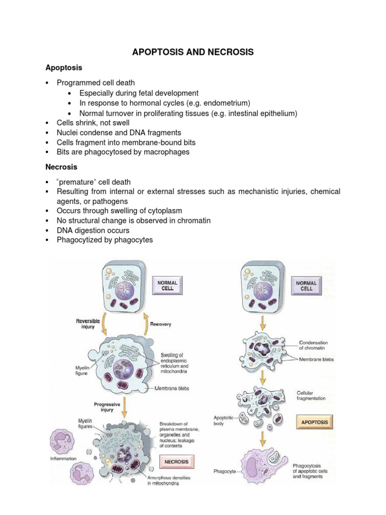Apoptosis vs. Necrosis in Cancer Biology | PDF