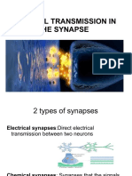 Chemical Transmission in The Synapse