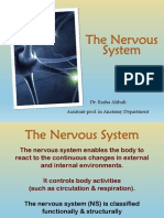 The Nervous System: Dr. Rasha Alshali Assistant Prof. in Anatomy Department