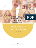 Morfología y Fisiología Del Sistema Renal y Urinario