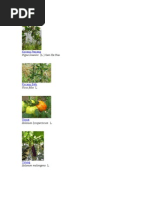 Download Kacang Panjang by anon-691017 SN5558050 doc pdf