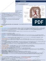 ANATOMIE