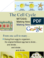 The Cell Cycle: Mitosis: Making New Cells