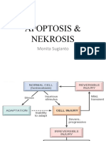 Apoptosis & Nekrosis