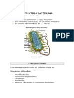 Estructura Bacteriana: Guía Completa de los Elementos y Componentes de una Bacteria