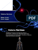 Sistema Nervioso 1