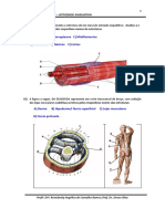 4- SISTEMA MUSCULAR_ATIVIDADE AVALIATIVA_PSICOLOGIA_IASMIM VITORIA SANTANA COELHO