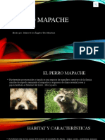 Perro Mapache - Trabajo Final 3
