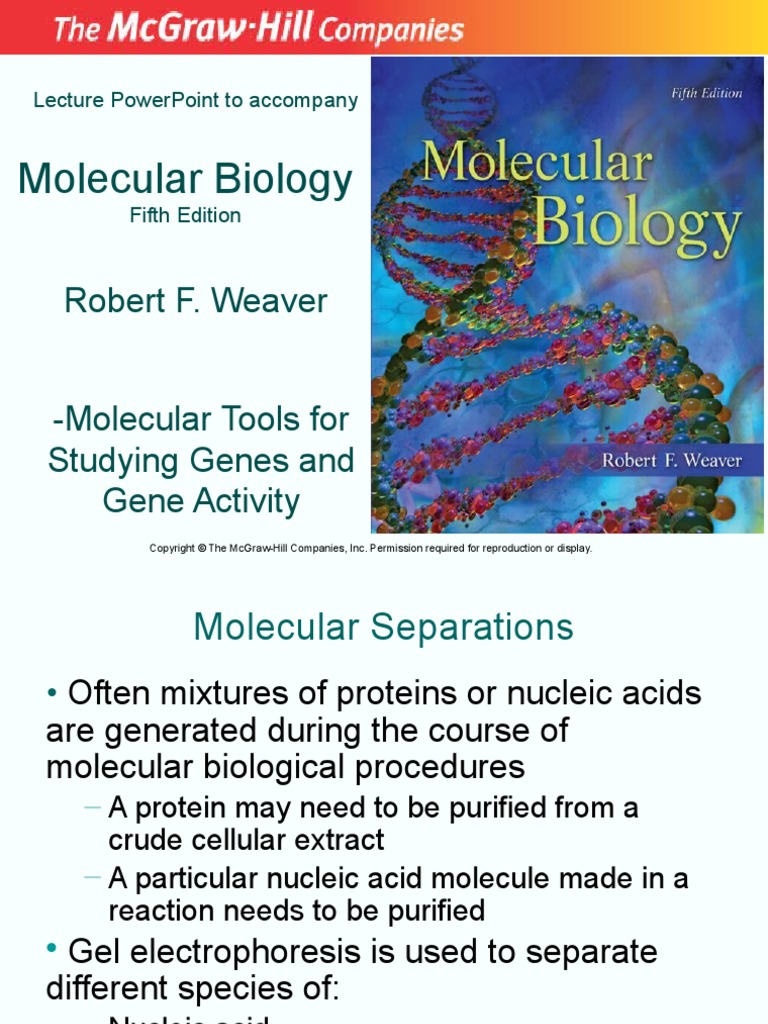 05 Molecular Tools For Studying Genes and Gene Activity | PDF | Gel ...