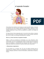 Todo Sobre El Aparato Fonador