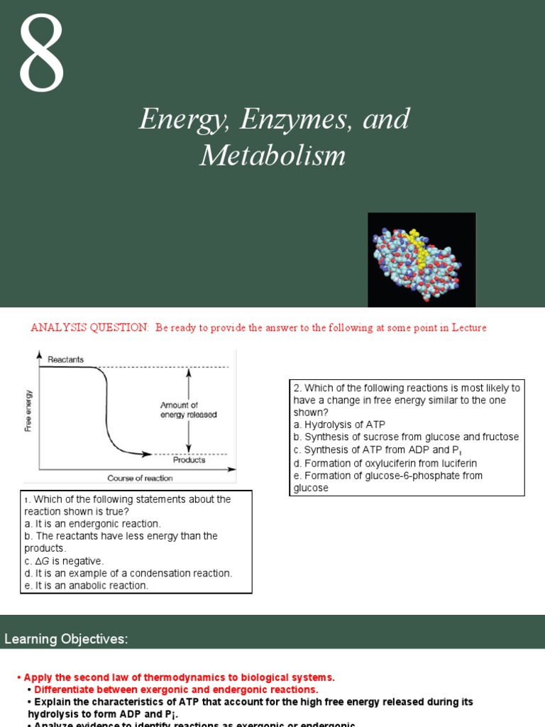 Energy, Enzymes, and Metabolism Overview | PDF | Enzyme | Enzyme Inhibitor