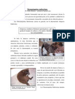 Dermatopatías Endocrinas. MV Pablo Manzuc