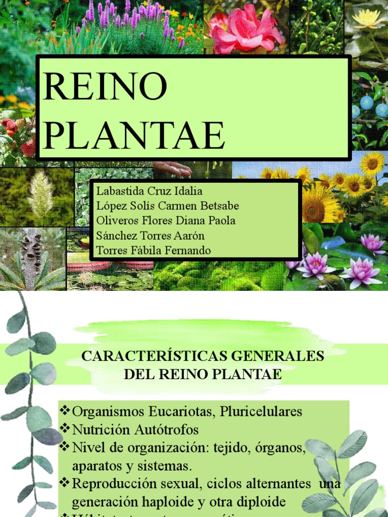 Reino Plantae | PDF | Hoja | Plantas, image size:768x1024
