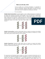 Replicación Del ADN Cuarto Medio