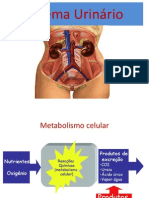 Sistema Urinário