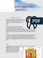 Ensayo Anatomia Dental