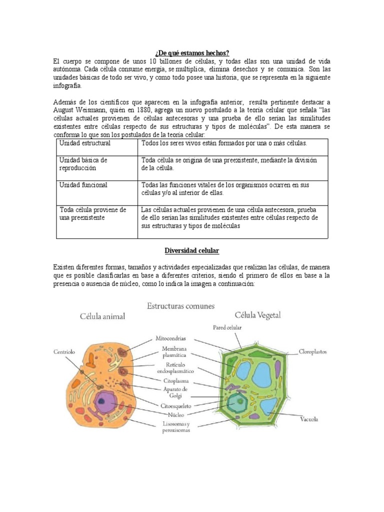 Conejo Fonética tablero Taller Grado 5 Celula | PDF | Biología Celular) | Organismos