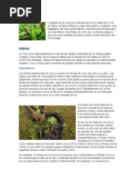 La Hoja de Coca en El Imperio Inca2 | PDF | Imperio Inca