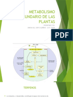 Biosintesis de Terpenos