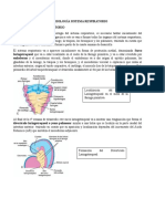 Sistema Respiratorio Embrio Exposición Medicina