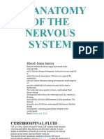 13 Anatomy of The Nervous System