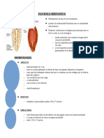 Faciola Hepatica: Morfología