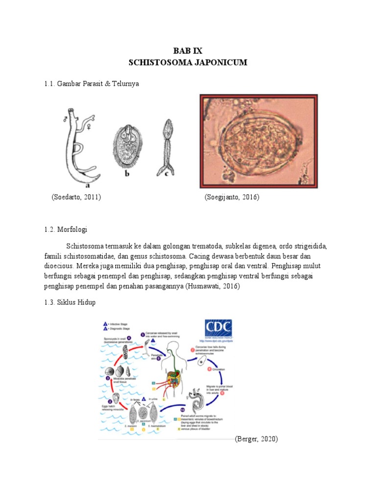 Schistosoma Japonicum | PDF