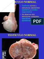 Testiculo