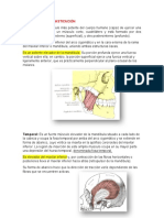 Músculos de la masticación y hueso hioides