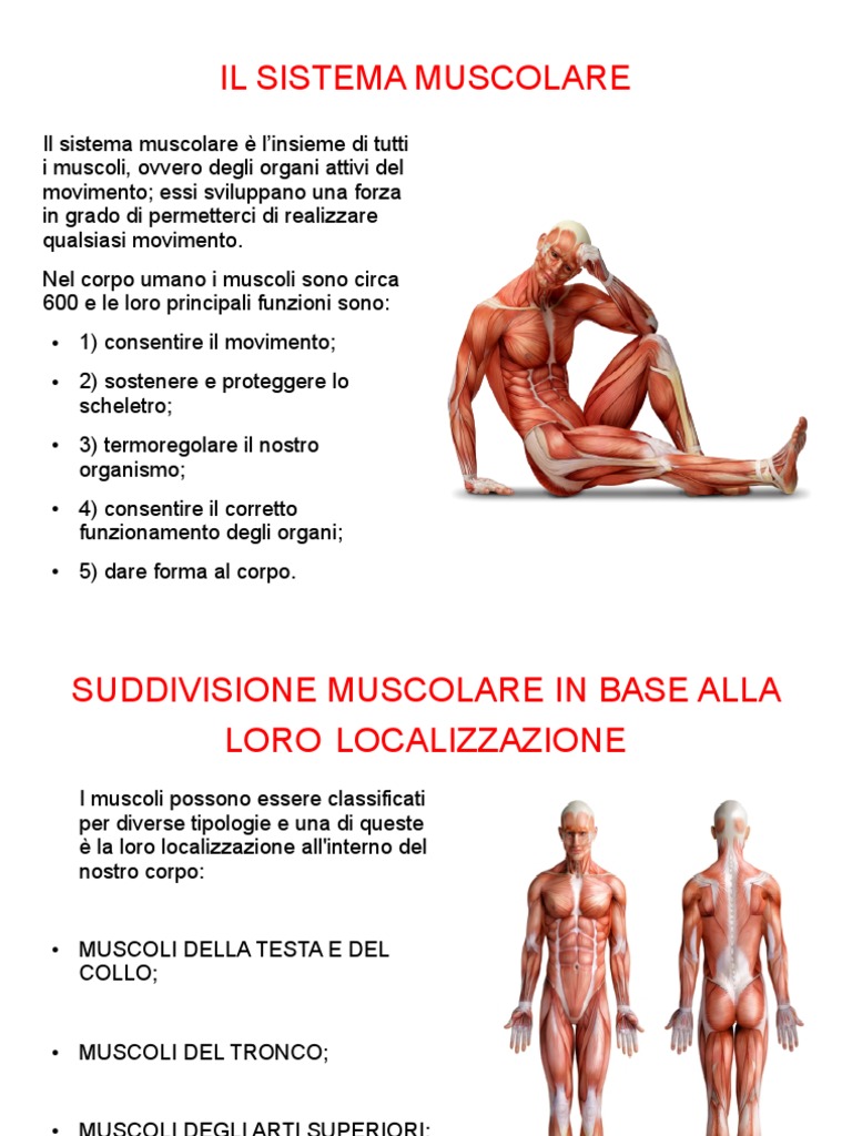 Il Sistema Muscolare PDF