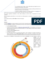 Ciclo Celular 4 Eso