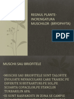 REGNUL PLANTE-Increngatura Muschilor