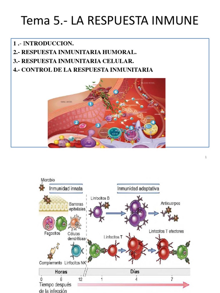 PDF-t5 Respuesta Inmunitaria | PDF | Sistema inmune | Célula T