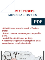Nervous Muscular Tissues