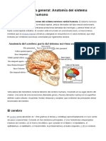 Anatomía Del Sistema Nervioso Central Humano - Anatomía Humana General