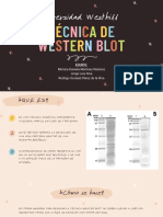 Técnica de Western Blot