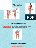 Sistemul Muscular