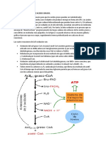 Beta Oxidacion de Acidos Grasos