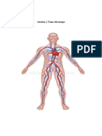 Arterias y Venas Del Cuerpo - Atlas3