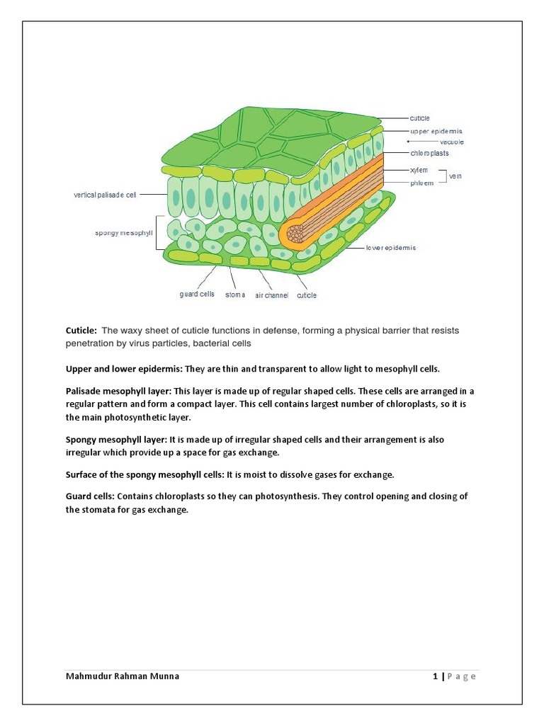 The Waxy Sheet of Cuticle Functions in Defense, Forming A Physical Barrier That Resists